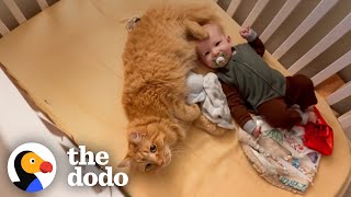 Cat Jumps Into Baby Brother