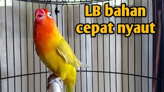 Download lagu LOVE BIRD MEMANGGIL SAMBUNG NGETIK PANJANG   NGEKEK ampuh jadikan labet apapun ikutan bunyi mp3