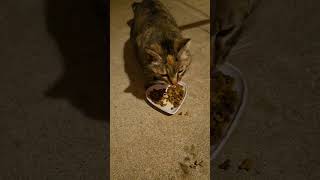 I touched Warren's tail! #stray #straycat #cutecat #catshorts #catvideos #cat #cats #catlife #kitty