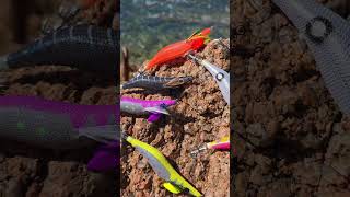 Download lagu #eging #fishing #pesca #kolpo mp3