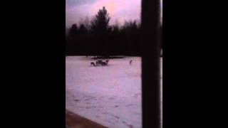 Deer in the front of Riverbend Campground Omer Deer in the front of Riverbend Campground Omer