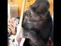 Koko gorilla rämpyttää kitaraa