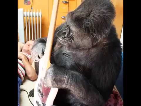 Flea & Koko [The Gorilla Foundation]