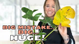 The REAL Reason Your Houseplant has YELLOW Leaves
