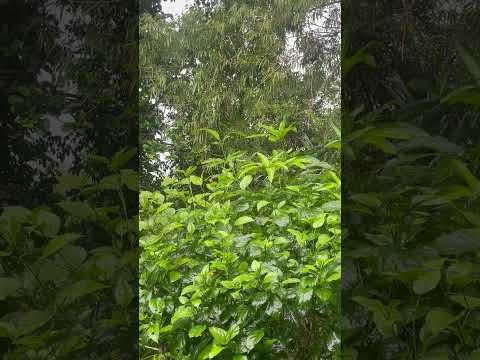 Aldis Ferlach O'Peigh 09 - Cowboy Reasoning and Hillbilly Reckoning - Rules to live by