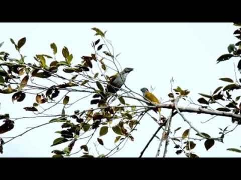 Tanečník tmavohlavý (Saltator atriceps) — video o speve a chove