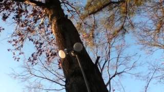 Great Value (Walmart) LED bulbs Review