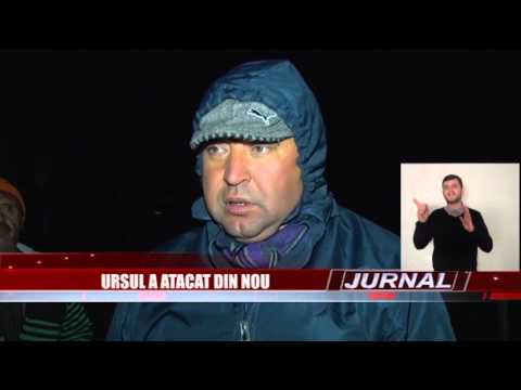 Stire 08 12 2015 Urs Davidesti