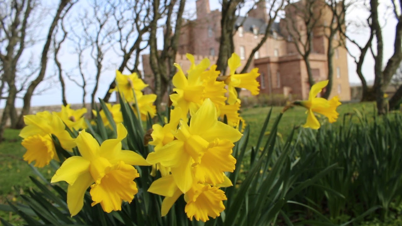 The Castle of Mey Daffodils
