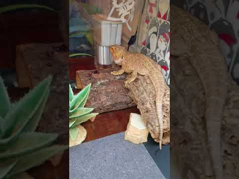 dragon in love with blackberry