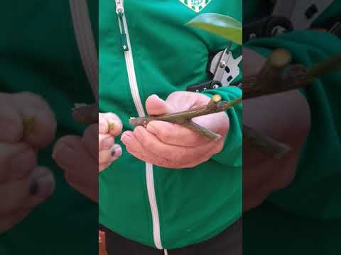 injerto de naranjo en limonero con tijeras de injertar