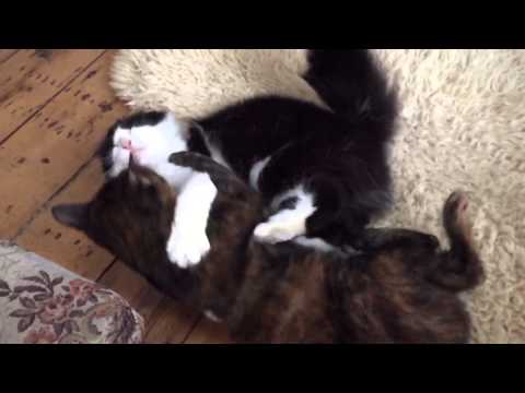 Cat Fight (Slow Motion)