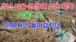 작년 겨울 언 땅에 심은 사과나무 묘목 겨울 나고 이제 확인 들어갑니다.(과수 묘목 심기, 사과나무 묘목 심…