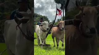 ប្រណាំងគោលលឿននៅកម្ពុជាក្រោម Khmer krom cow competition