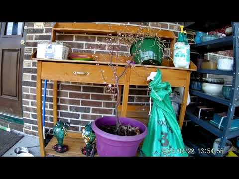 Almond Tree Time Lapse  HD 1080p