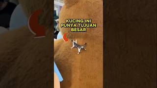 Download lagu This Kitten Has a Big Mission... 🐈‍⬛🐻 #shorts #cat mp3