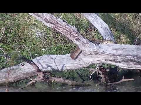 Djuma: Terrapin and Monitor Lizard sunning on log in corner of dam - 16:01 - 05/26/2023