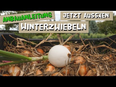 , title : 'Jetzt Winterzwiebeln aussäen für eine gute Ernte im nächsten Jahr'