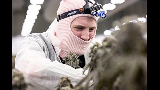 Growing the best quality cannabis in Michigan: Touring Pure Options’ grow facilities.