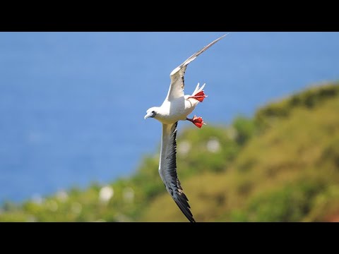 Red-footed Booby / `Ā (Sula sula rubripes) 4K