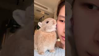Download lagu Funny Bunny With Crazy Moments #pets #bunny #rabbit #animals #shorts #petcare #petvideos #fyp mp3