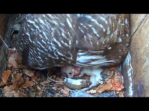 WBU Barred Owl | First egg hatched, First peek of baby owlet | April 01, 22