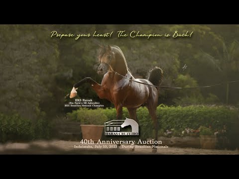 Leilão Haras Cruzeiro 40 anos