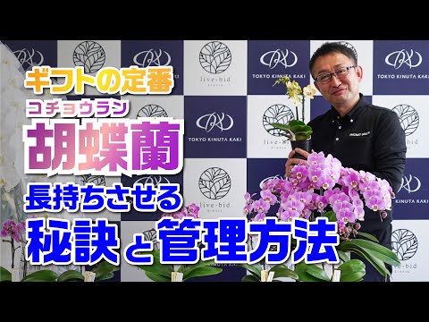 蘭の花を長持ちさせるための適切なケア  庭園