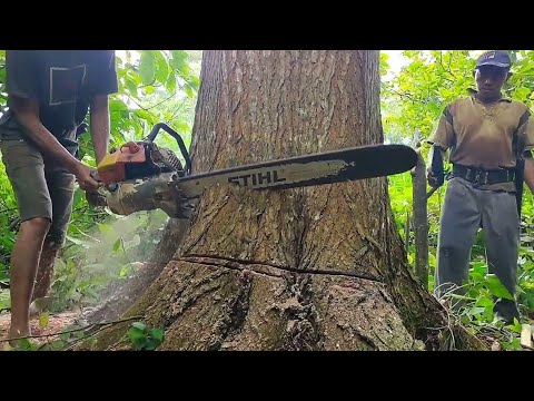BEST !! Mahogany Tree Felling with 070 Chainsaw
