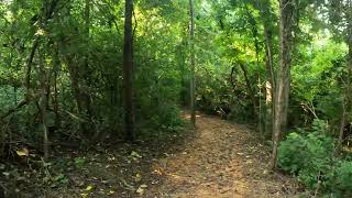Join me for a nature hike (no talking).