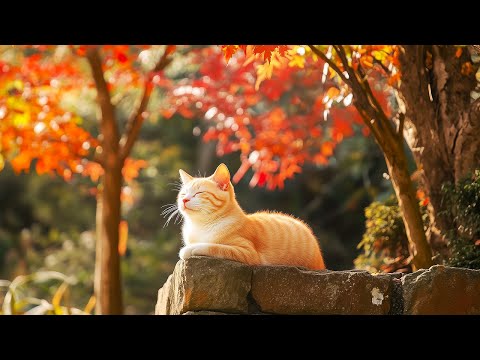 Music For Cats Relief Stress: EXTREMELY Soothing Cat Therapy Music - Relax Your Cat! Cat Music