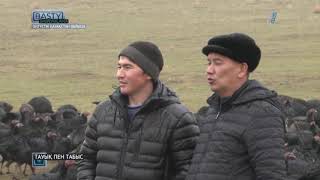 Бақыт Кенжебаев алты жыл бойы құс баптап, байлыққа кенелген