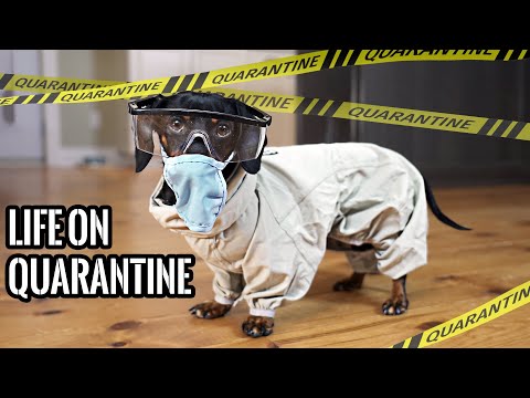 Ep 47: QUARANTINE LIFE — (Funny Wiener Dogs on Lockdown)