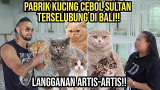 Download lagu GELO! PABRIK KUCING CEBOL SULTAN TERSELUBUNG DI BALI! LANGGANAN ARTIS-ARTIS  #KINGOFTHEJUNGLE mp3