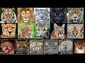 All Wild Cat Sounds