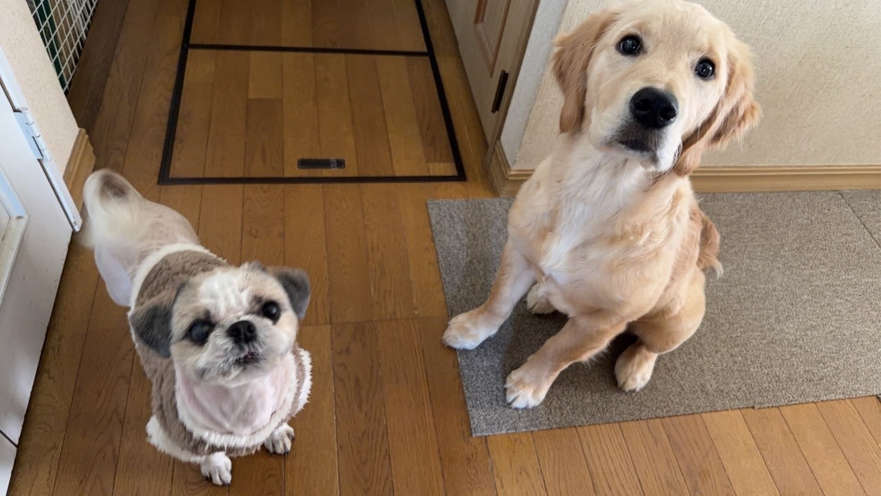 先住犬ともすっかり仲良し♪ゴールデンレトリバーのラキさん。