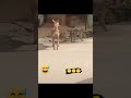 Dog Lovers Shorts Youtubeshorts