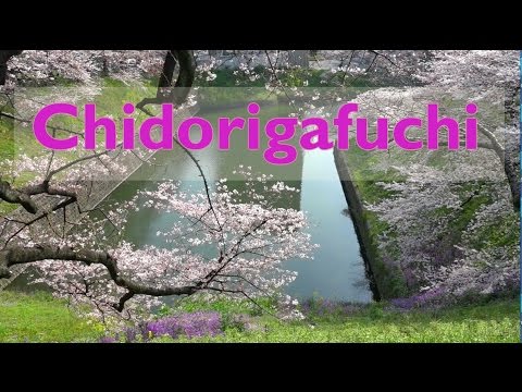 Chidorigafuchi　千鳥ヶ淵の桜
