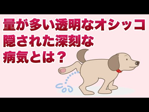 うちの犬が水をたくさん飲み、おしっこもたくさんするのはなぜですか?