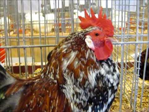 download lagu mp3 mp4 Flor D Ametller, download lagu Flor D Ametller gratis, unduh video klip Flor D Ametller