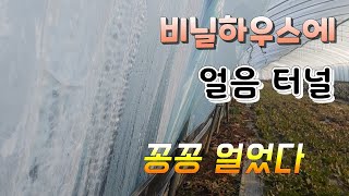 모든게 꽁꽁 !!  비닐하우스  얼음터널이 채소들 괜찮을까?