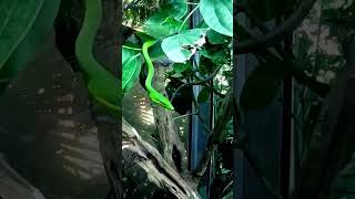 Download lagu #serpientes #snake #reptiles #caribbean #wildlife #gopro mp3