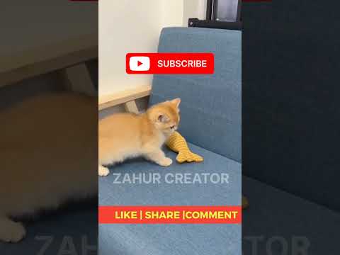 funny cat fighting videos for kids #cat #shortvideo #ytshort