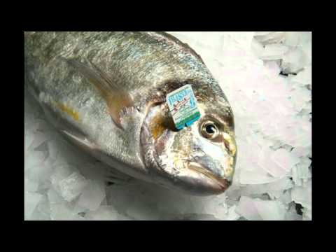 How I fell in love with a fish - Dan Barber