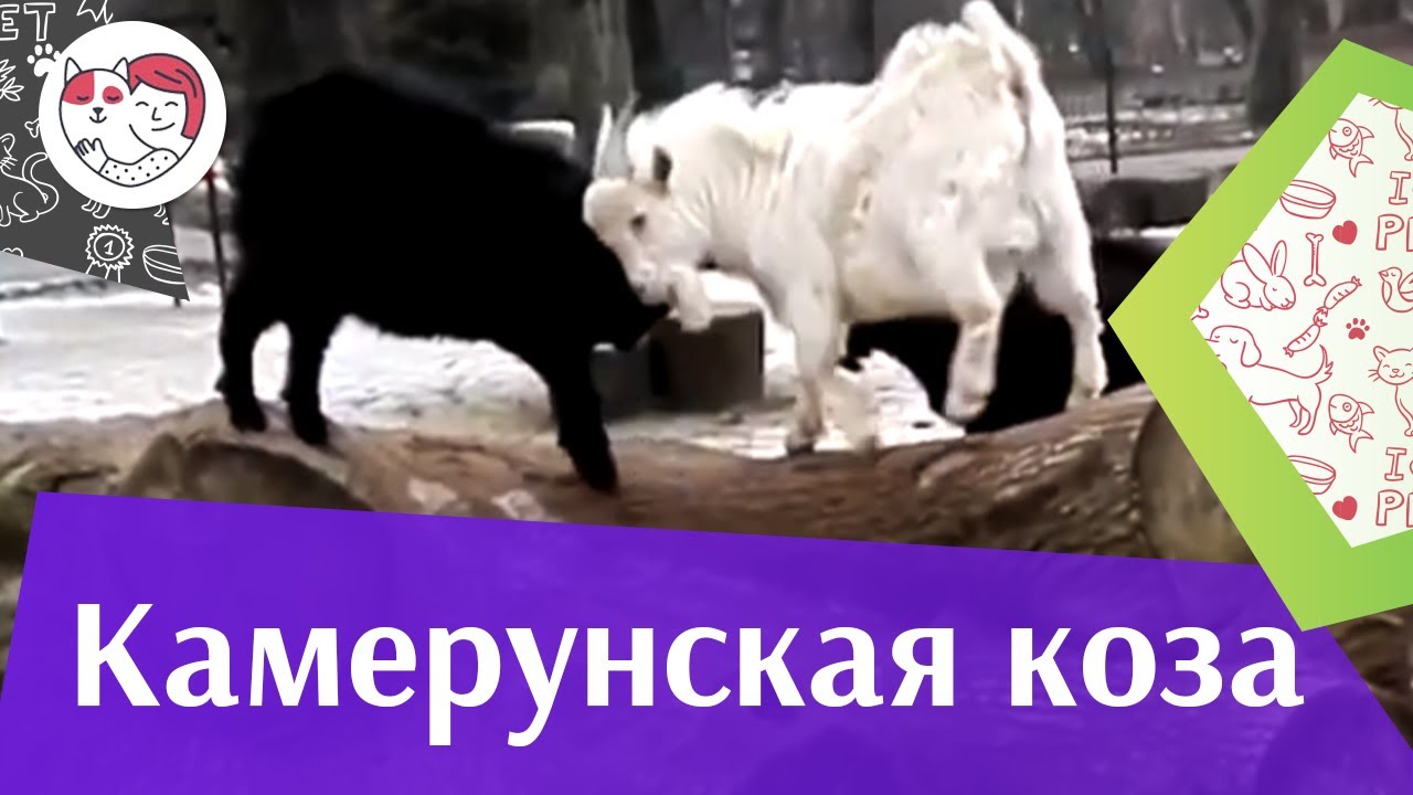 Камерунская коза описание на ilikepet