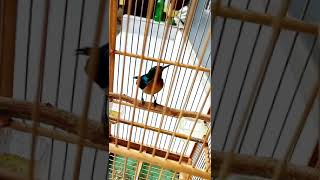 Download lagu kowul,kolibri wulung gacor sangat mp3