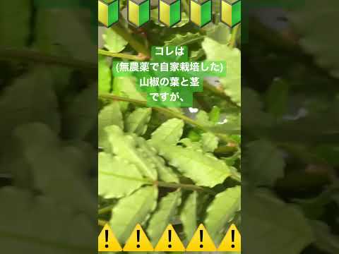 園芸 四川山椒の栽培と維持