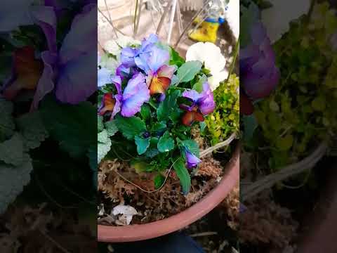 ディプラデニアは、コナカイガラムシの斑点病の解決策、冬の過度の水が原因で葉を失います。