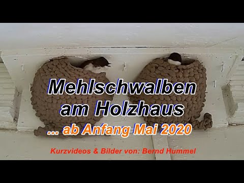 Mehlschwalben am Holzhaus, Anfang Mai 2020