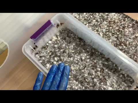 Proper Surface Conditions for Fruiting Mushrooms at Home